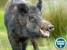 Gadchiroli : रानडूकराने एक वेक्ती गंभीर जखमी : गडचिरोली तालुक्यातील घटना