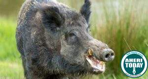 Gadchiroli : रानडूकराने एक वेक्ती गंभीर जखमी : गडचिरोली तालुक्यातील घटना