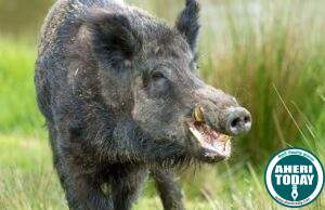 Gadchiroli : रानडूकराने एक वेक्ती गंभीर जखमी : गडचिरोली तालुक्यातील घटना