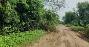 अहेरी – इंदाराम व देवलमरी या रस्त्याच्या दोन्ही कडेला काटेरी झाडे