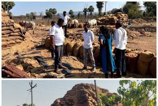 उमानूरमध्ये धान उघड्यावर; गुरांच्या तोंडी शेतकऱ्यांचा घाम…डॉ.अजयभाऊ कंकडालवारांची तातडीची पाहणी; अधिकाऱ्यांना त्वरित उचल करण्याचे निर्देश